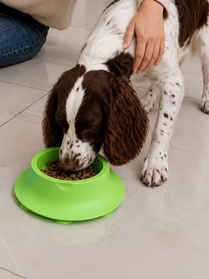 Dog eating from the green grooved bowl with the topper removed